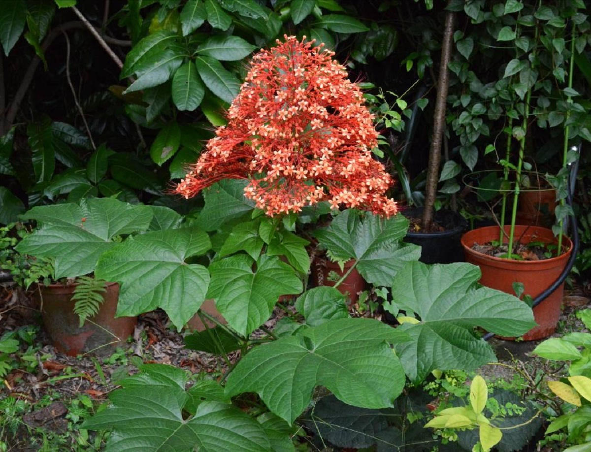 寶塔龍船花(圆錐大青)的花圖片。
