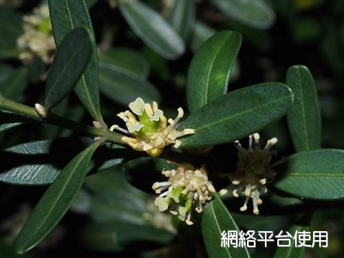 Buxus harlandi Hance????