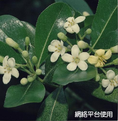 Pittosporum tobira W.T. Aiton??