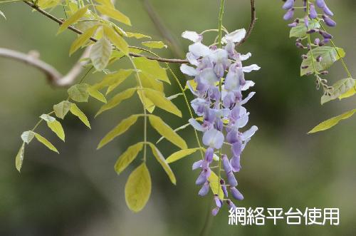 <I>Wisteria</I> <I>sinensis</I> (Sims.) Sweet. ??