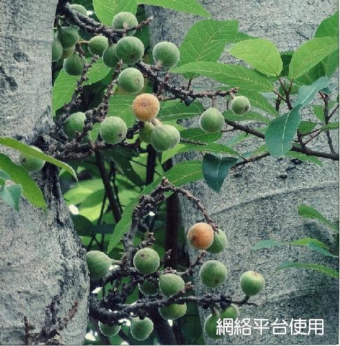 <I>Ficus</I> <I>racemosa</I> L.&nbsp;???