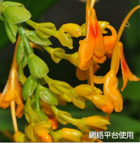 <I>Globba</I> <I>schomburgkii</I> Hook. f. ?????