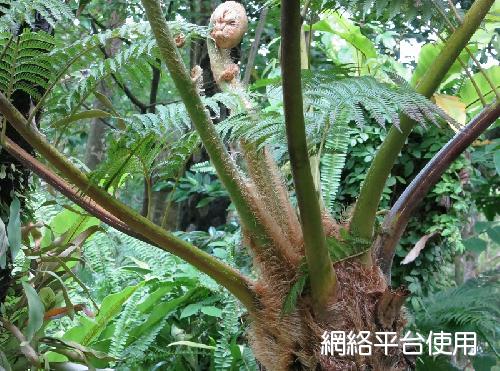 筆筒樹- 花訊- 台北植物園園區導覽網