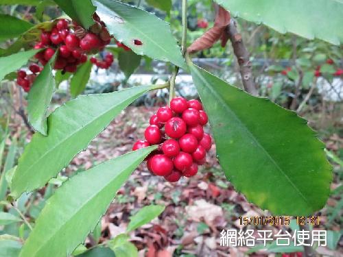 <I>Ardisia</I> <I>cornudentata</I> Mez&nbsp;???