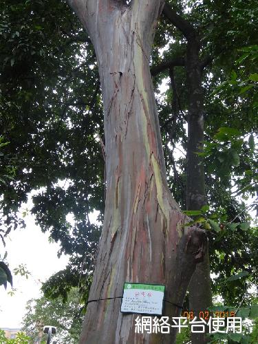 Eucalyptus deglupta Blume???