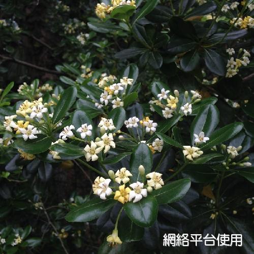 Pittosporum tobira W.T. Aiton??