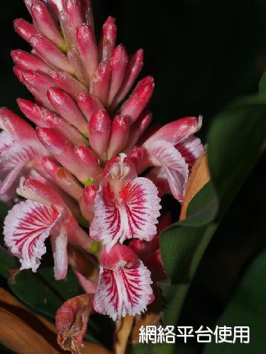 Alpinia ilanensis S. C. Liu & J. C. Wang????