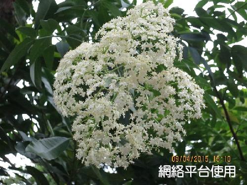 Sambucus williamsii Hance???