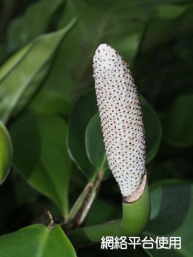 Rhaphidophora liukiuensis Hatsushima???