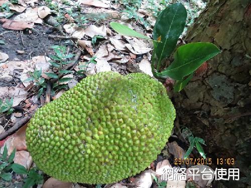 <I>Artocarpus</I> <I>heterophyllus</I> Lam. ???