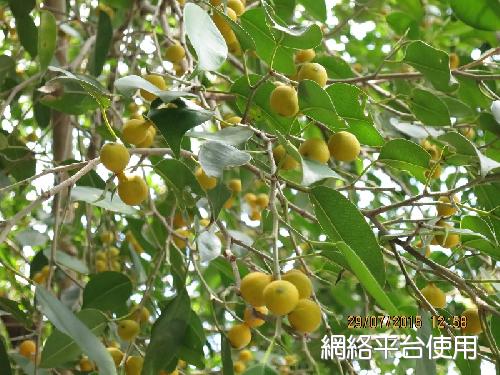 <I>Ficus</I> <I>benjamina</I> L. var. <I>nuda</I> (Miq.) Barrett&nbsp;????