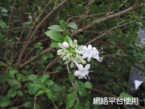 Abelia chinensis R. Br. var. ionandra (Hayata) Masamune?????