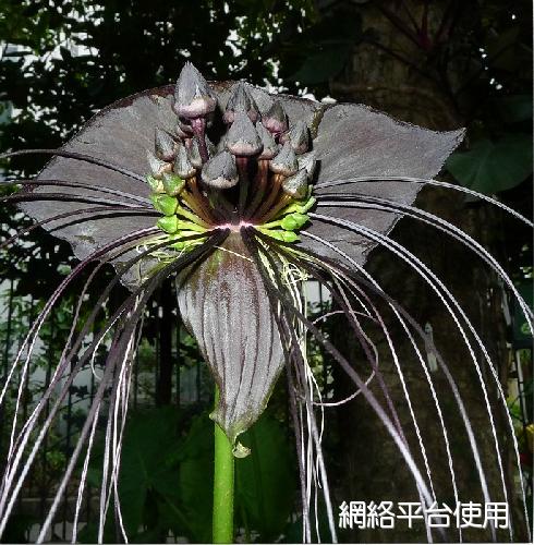 Tacca chantrieri Andre???