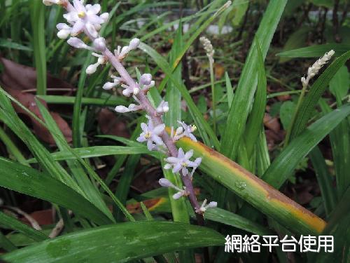 <I>Liriope</I> <I>spicata</I> (Thunb.) Lour. ???