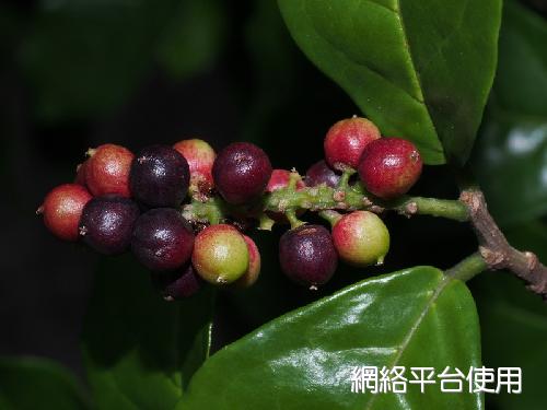 <I>Antidesma</I> <I>pentandrum</I> Merr. var. <I>barbatum</I> (C. Presl) Merr.&nbsp;???