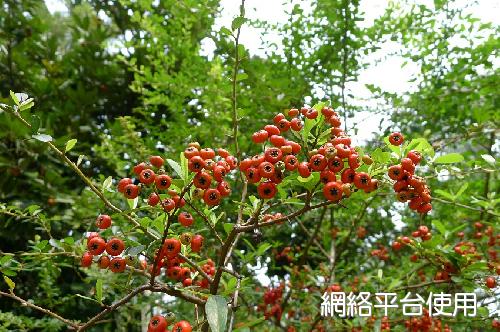 火棘 - 開花情報 - 最新消息 - 台北植物園