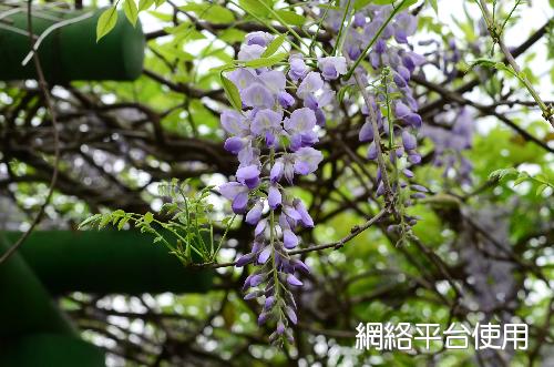 Wisteria sinensis (Sims.) Sweet.??