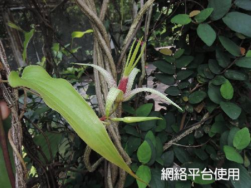 <I>Stemona</I> <I>tuberosa</I> Lour.&nbsp;??