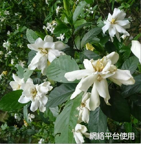 Gardenia jasminoides J. Ellis???