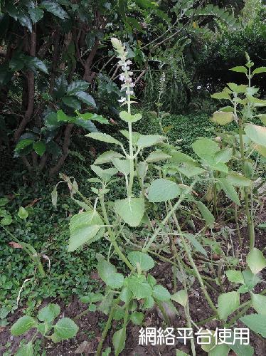 <I>Coleus</I> <I>formosanus</I> Hayata ??????