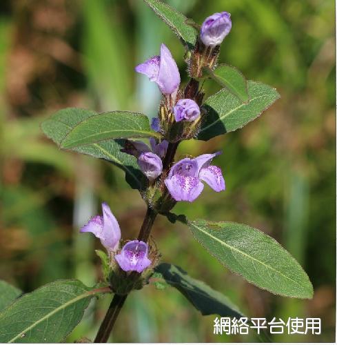 <I>Hygrophila</I> <I>pogonocalyx</I> Hayata&nbsp;?????