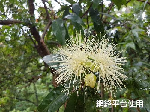 <I>Syzygium</I> <I>jambos</I> (L.) Alston&nbsp;??