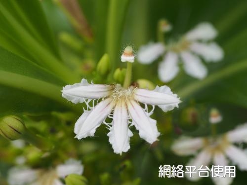 <I>Scaevola</I> <I>taccada</I> (Gaertner) Roxb.&nbsp;???