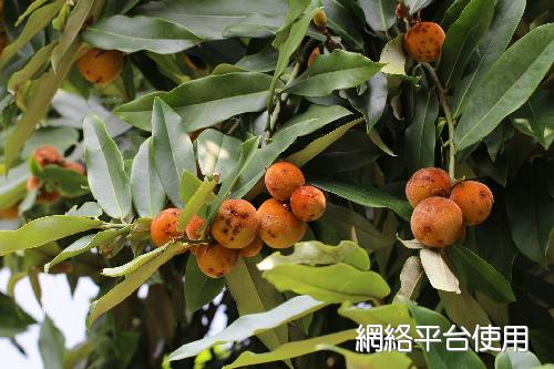 Diospyros philippensis (Desr.) Gurke??