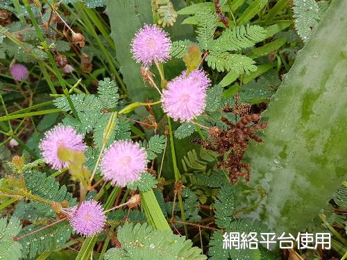 Mimosa pudica L.???