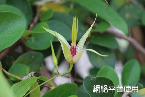 Stemona tuberosa Lour.??