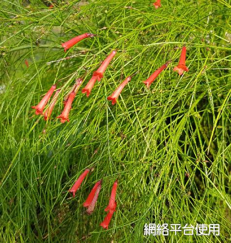 Russelia equisetiformis Cham. et Schlecht.???