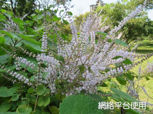 <I>Tetradenia</I> <I>riparia</I> (Hochst.) Codd 