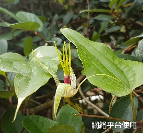 Stemona tuberosa Lour.??