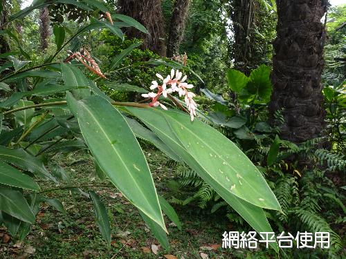 <I>Alpinia</I> <I>formosana</I> K. Schum.&nbsp;????