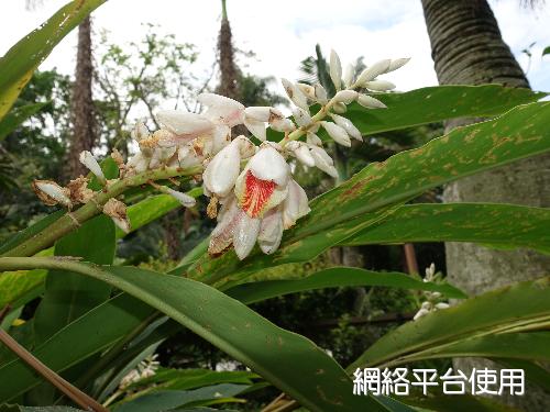 <I>Alpinia</I> <I>mesanthera</I> Hayata&nbsp;?????
