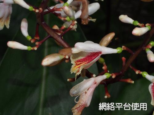 Alpinia formosana K. Schum.????