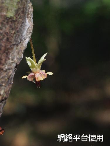 Theobroma cacao L.???