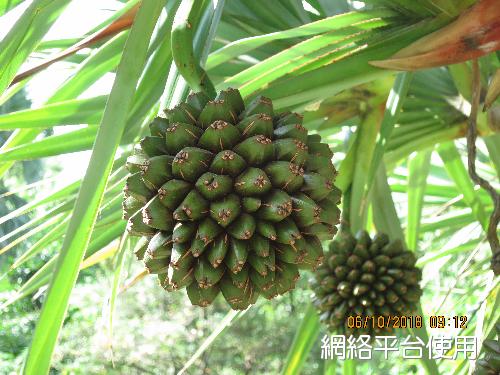 <I>Pandanus</I> <I>utilis</I> Bory&nbsp;?????