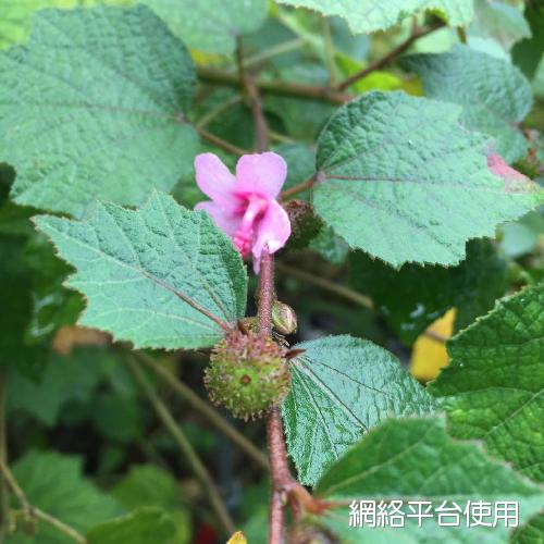 <I>Urena</I> <I>lobata</I> L. ???