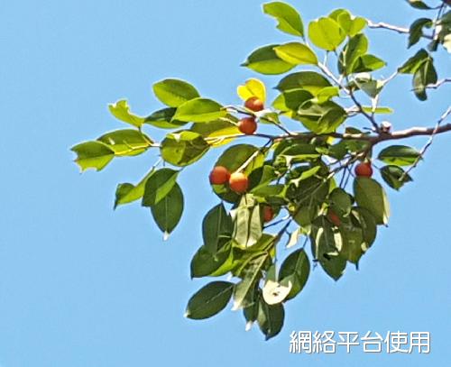 Ficus benjamina L. var. nuda (Miq.) Barrett????