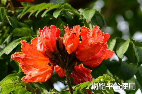 <I>Spathodea</I> <I>campanulata</I> P. Beauv. ???