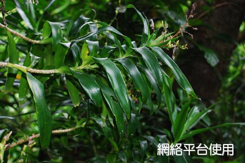 番仔林投枝條與葉子的照片