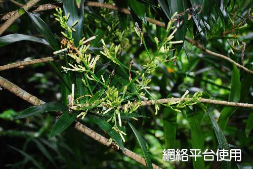 番仔林投，花序的照片