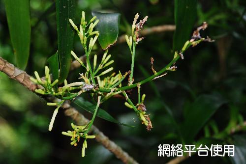 番仔林投，花序的照片