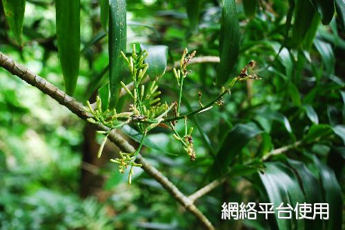 番仔林投，花序的照片