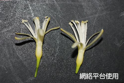 番仔林投，花朵的照片
