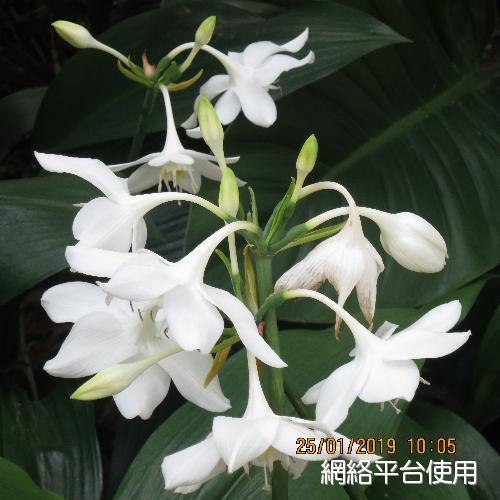<I>Eucharis</I> <I>grandiflora</I> Planch. & Linden 