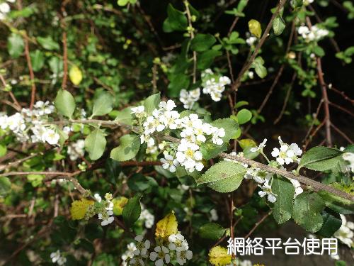<I>Spiraea</I> <I>prunifolia</I> Siebold & Zucc. var. <I>pseudoprunifolia</I> (Hayata) Li&nbsp;???