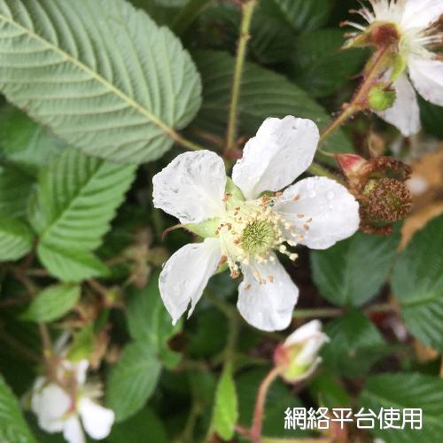 <I>Rubus</I> <I>croceacanthus</I> H. Le'vl&nbsp;???