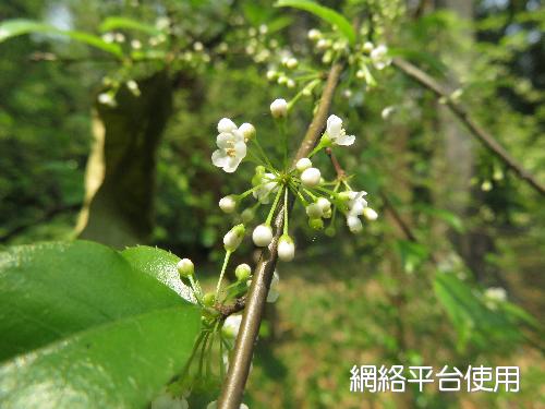 Ilex asprella (Hook. & Arn.) Champ. ex Benth.&nbsp;???